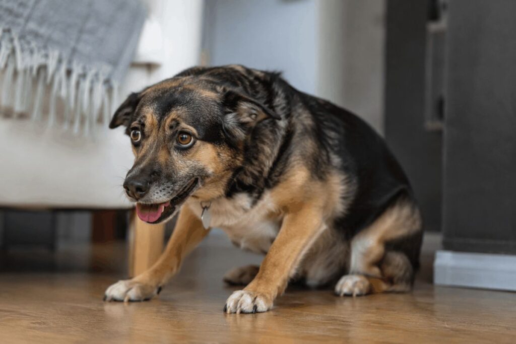 anxious dog showing stress signals