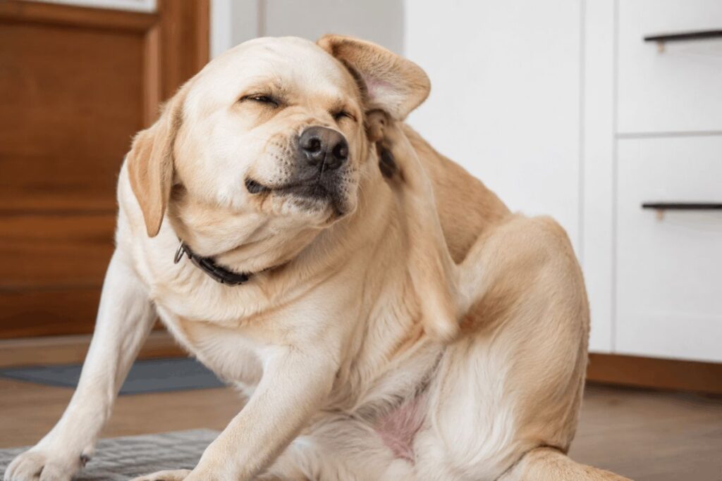 Dog scratching ear due to infection