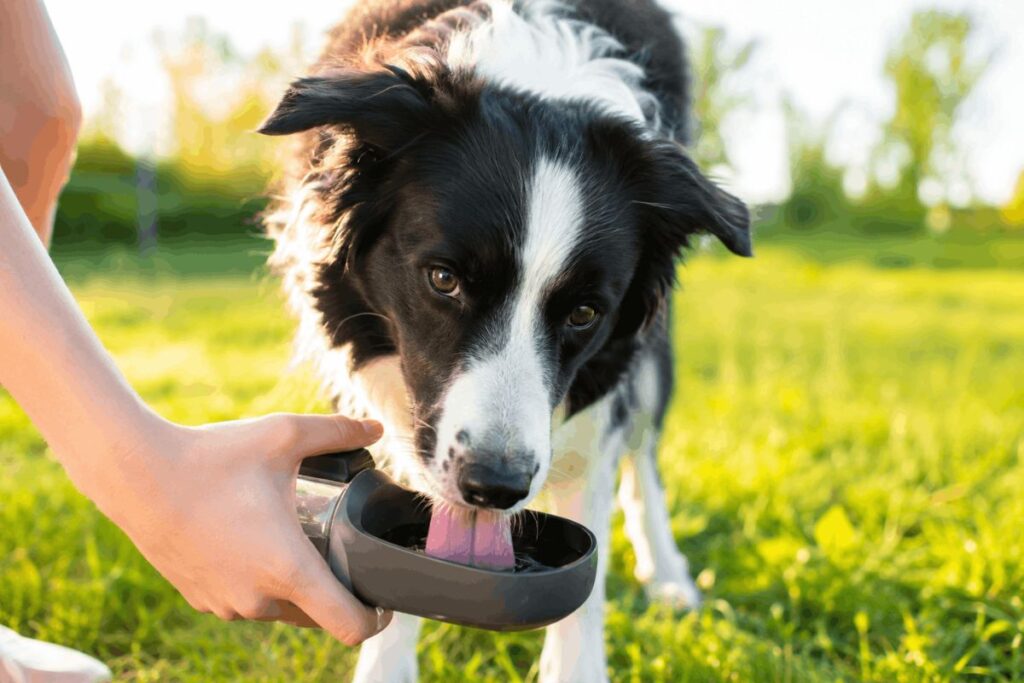 Dog drinking fresh water after outdoor exercise.