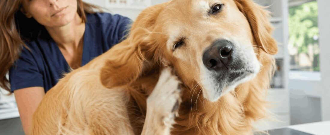 9 Dog Ear Infection Symptoms Every Owner Must Recognize