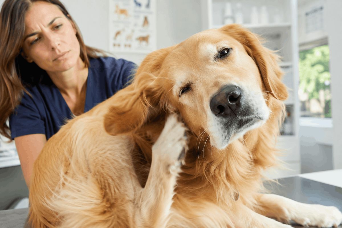 9 Dog Ear Infection Symptoms Every Owner Must Recognize