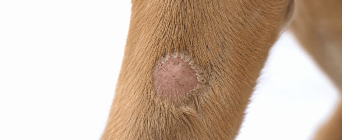 What Does Ringworm Look Like on a Dog? 7 Signs to Watch For
