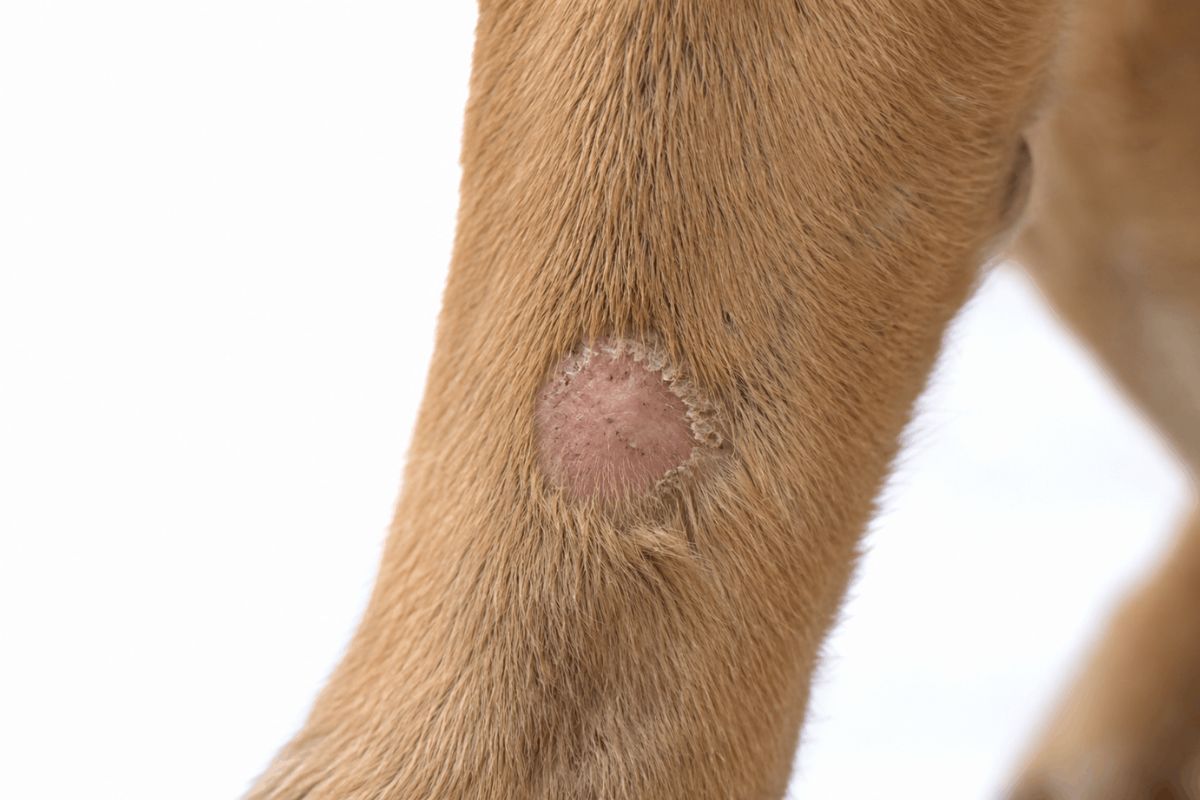 What Does Ringworm Look Like on a Dog? 7 Signs to Watch For
