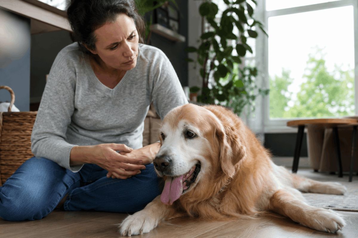 Why Is My Dog Panting So Much? 10 Causes Every Owner Must Know