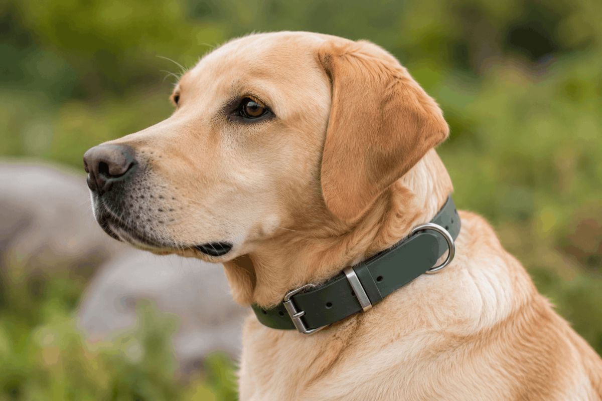 Biothane Dog Collar: 7 Amazing Waterproof Picks (2026)