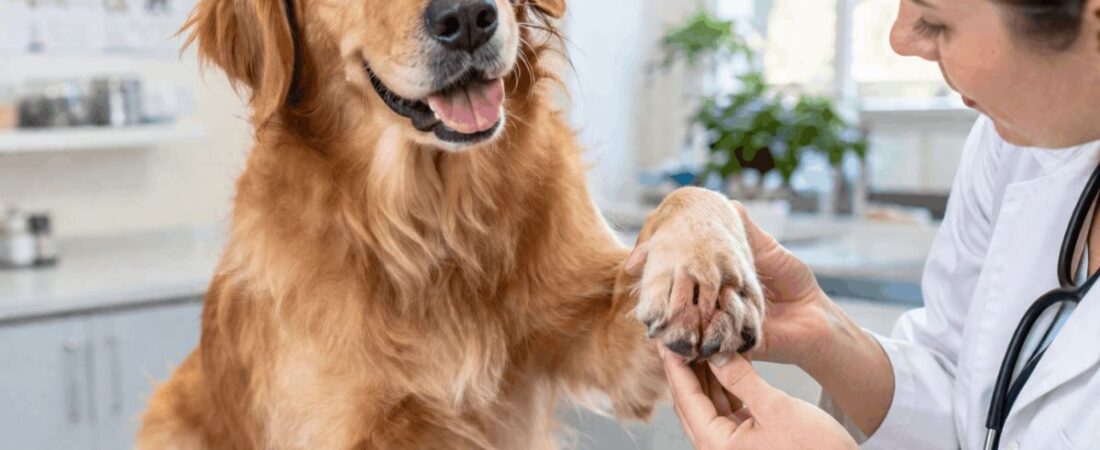Dog Paw Yeast Infection: 9 Signs, Causes, and Vet-Approved Treatments