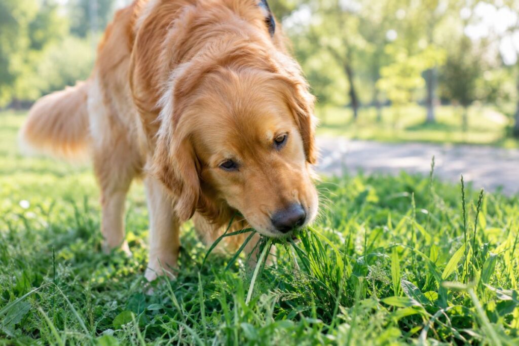 why is my dog eating grass
